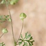 Malva aegyptia Drugo