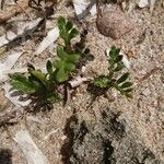 Anthemis maritima Blatt