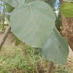 Cordia africana Lapas