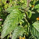 Heliotropium arborescens Folha