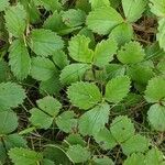 Fragaria virginiana Hoja