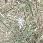 Lactuca inermis Fleur