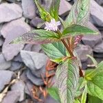 Epilobium ciliatum Hoja