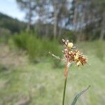 Luzula campestris Flower