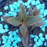 Kalanchoe daigremontiana Leaf