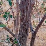 Nicotiana glauca 树皮