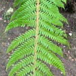 Polystichum setiferum Blad