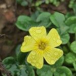 Oxalis megalorrhiza Квітка