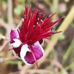 Acca sellowiana Çiçek