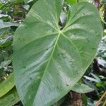 Anthurium nymphaeifolium Frunză