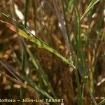 Bupleurum tenuissimum आदत