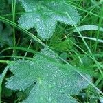 Alchemilla xanthochlora Blad