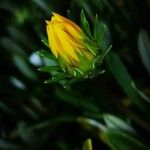 Gazania rigensBloem