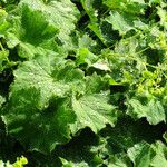 Alchemilla xanthochlora Листок