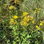 Inula britannica Habit