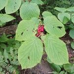 Viburnum lantanoides Fruit