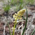 Toxicoscordion paniculatum Kukka