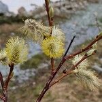 Salix appendiculata Fiore