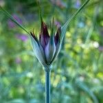 Dianthus giganteus Кветка