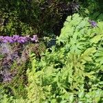 Aconitum septentrionale Кветка