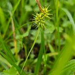 Carex flava Blüte
