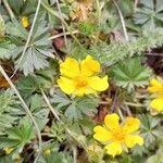 Potentilla verna Blüte