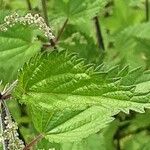 Urtica incisa List