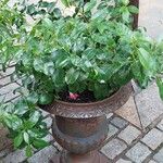 Mandevilla sanderi 葉