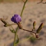 Lactuca tatarica Virág