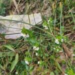 Euphrasia stricta Liść