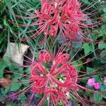 Lycoris radiata Blomst