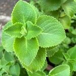 Coleus barbatusLeaf