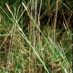 Carex binervis Frukt