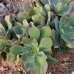 Aeonium valverdense 葉