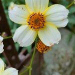 Bidens aurea Цветок