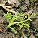 Crassula vaillantii Hábito