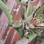 Kalanchoe tomentosa Folha