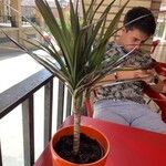 Dracaena reflexaपत्ता