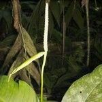 Spathiphyllum fulvovirens Autre