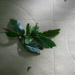 Swartzia panacoco 葉