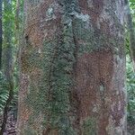 Ormosia melanocarpa Corteza