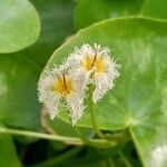 Nymphoides indica Kvet