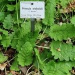 Primula sieboldii Altro