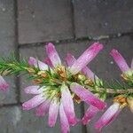 Erica verticillata Lorea