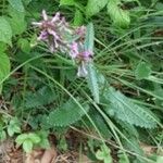 Betonica officinalis Цветок