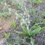 Albuca abyssinica Liść