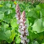 Orobanche crenata फूल