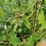 Melothria scabra Fruit