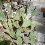 Opuntia littoralis List