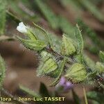 Nonea echioides 果実
